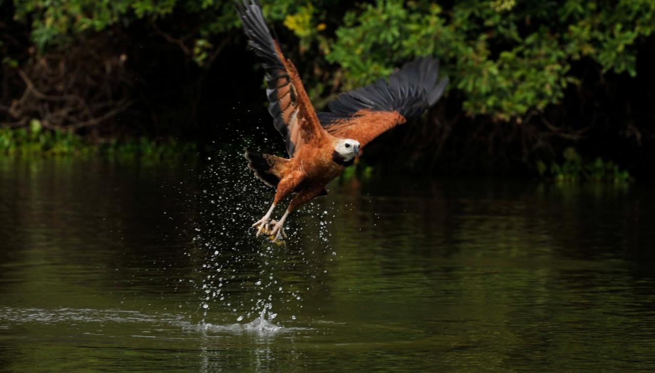 Pousada Rio Claro Poconé Eksteriør bilde